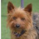 JOJO, Yorkshire-Terrier - kastriert - Rüde