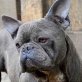 JOKER - freundlich und lieb!!!, Französische Bulldogge - Rüde