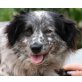 JOKO 3, Pflegestelle Wien, süßer Engel mit Silberblick - Sheltiemix - Hündin
