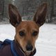 JOKO - Linares, Pinscher-Mischling - kastriert - Rüde