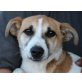 JOLLINO, JackRusselTerriermix,Pflegestelle Vorarlberg Welpen - Rüde
