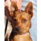 JOLLY 6 - Pflegestelle Niederösterreich, Pinscher - Mix - Rüde