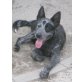 JOLLY, Australian Cattle Dog - Rüde