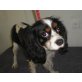 JOLLY, Cavalier King Charles Spaniel - Rüde