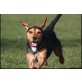 JONA, Beaglemix - Hündin