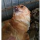JONNY sucht verzweifelt nach Liebe und Wärme., Zwergpinscher rumänischer Mischling - Rüde