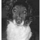 JOPY, Pflegestelle Burgenland, Junggebliebener Oldie! Sheltie/Pinschermix - Rüde