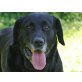 JOSCHA, Labrador-Mischling verlor ihr Herrchen - Hündin