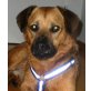 JOSCHI 4 - Pflegestelle Österreich, Schäfer-Pinscher-Mix - Rüde