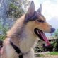 JOSCHI, Collie-Husky-Mix - Rüde