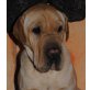 JOSCHUA 'YUAN' - Pflegestelle Tirol, FAMILIENHUND - hübscher Shar-Pei-Mix - Rüde