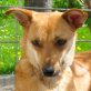 JOSIE 5 'Frida' Pflegestelle Steiermark bzw W, liebenswerte, freundlicher Mischlings - Hündin