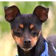 JOSY - NOTFALL - kastriert, Zwergpinscher - Hündin