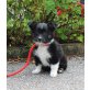 JOSY, Sheltie-Mischlingswelpe  Welpen - Hündin