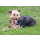JOWA, COLLIE SCHÄFERHUND MIX - Rüde
