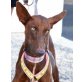 JOY, Podenco Canario - Hündin