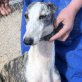 JOYA, Galga, kastriert, ca.3-4Jahre jung - Hündin