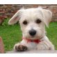 JOYLEEN, Westhighlandterriermischl/Pflegestelle Wien Welpen - Hündin