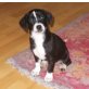JRT/Beagle  x  Cocker/Labrador Welpen - Hündin