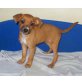 JRT/Beagle  x  Cocker/Labrador Welpen - Hündin