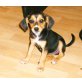 JRT + Cocker/Labrador Welpen - Hündin