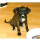 JRT + Cocker/Labrador Welpen - Hündin