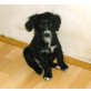 JRT + Cocker/Labrador Welpen - Rüde