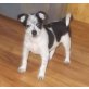 JRT mit  Zwergspitz Welpen - Hündin
