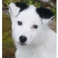 JUDIE, Pflegestelle Wien, Jack Russell-Mix Welpen - Hündin
