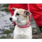 JUDITA sucht Pflege- oder Fixplatz, entzückende Jack Russelmix - Hündin