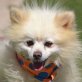 JULIAN - Linares, Pomeranian oder Kleinspitz, kastriert - Rüde