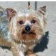 JULIANA - Linares, Yorkshire-Terrier, kastriert - Hündin