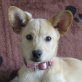 JULIETA - unkastriert, Welsh-Corgie-Mischling Welpen - Hündin
