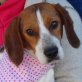 JULITA - Ubeda, Beagle, kastriert - Hündin