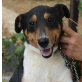 JULIUS - Ubeda, Jack-Russell-Terrier-Mischling, kastriert - Rüde