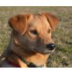 JUMPY - Pflegestelle NÖ, süße junge Spitz-Retrievermix - Hündin