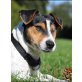 JUMPY, Pflegestelle Wien, selbstbewusster, aufgeweckter Jack-Russel - Rüde