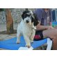 JUNA, liebe,überforderte,kleine Griffon mix - Hündin