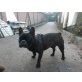 JUNIOR, Bulldog - Rüde