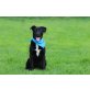JUNIRO, Doggen Labbi Mix Rüde - Rüde