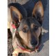 JUSTUS  Pflegestelle Wien, kleiner süßer , Corgi - Mix - Rüde