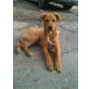 Jack, Boxer Mix - Rüde