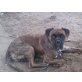 Jack, Boxer - Rüde