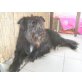Jack, Briard-Border-Mix - Rüde