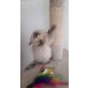 Jack, Britisch Langhaar - Kater