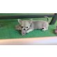 Jack Daniel, Chihuahua kurzhaariger Schlag - Rüde