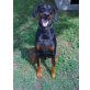 Jack, Dobermann - Rüde