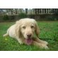 Jack , Golden Retriever Setter (?) Mischling - Rüde