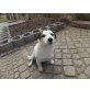 Jack, Jack-Russell-Terrier - Rüde