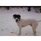 Jack,  Kelb-tal-Kacca-Mix - Rüde